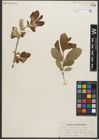 Foto von Salix scouleriana Barratt ex Hook.